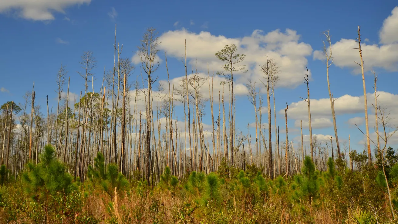 longleaf pine trees