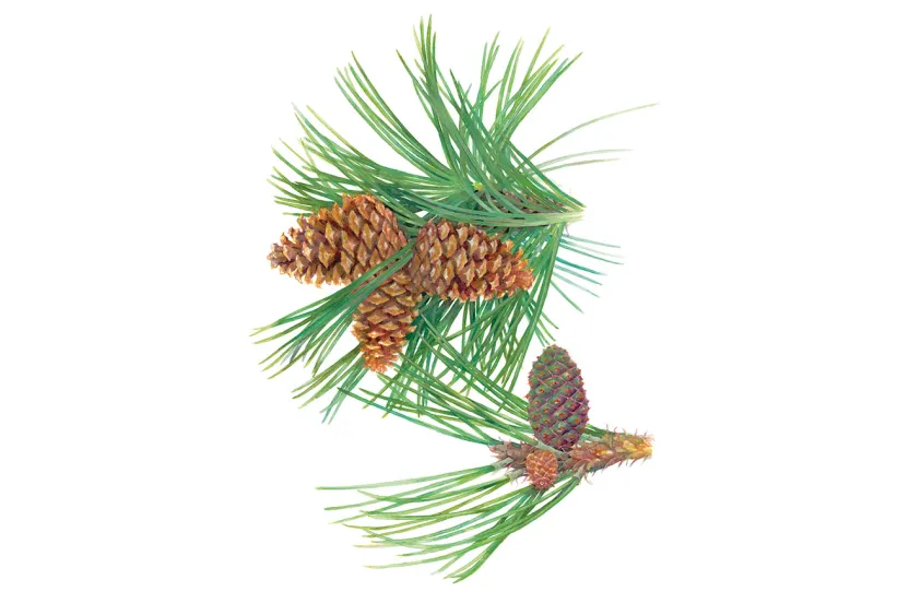 A branch of Ponderosa Pine needles displaying three pine cones in various stages of maturity, showcasing vibrant greens and earthy browns.