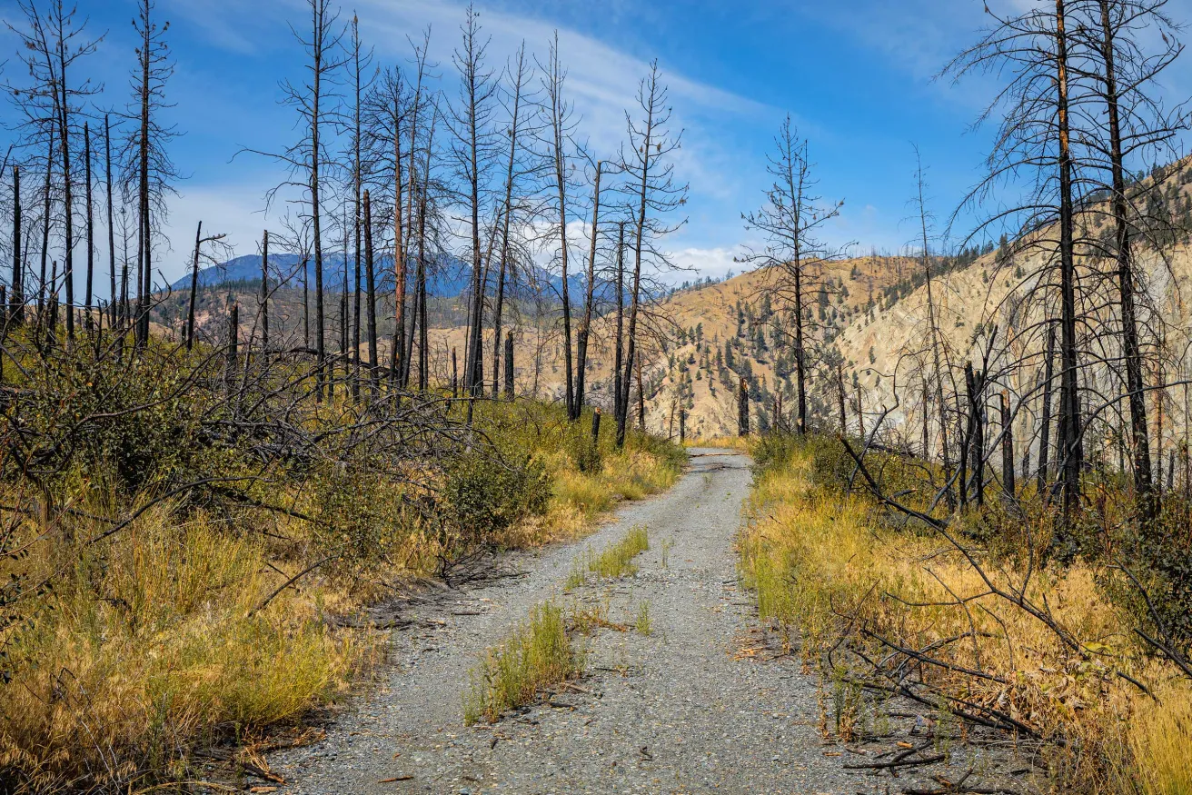 A gravel path winds through a barren landscape of charred trees and recovering vegetation, flanked by rugged hills under a blue sky.