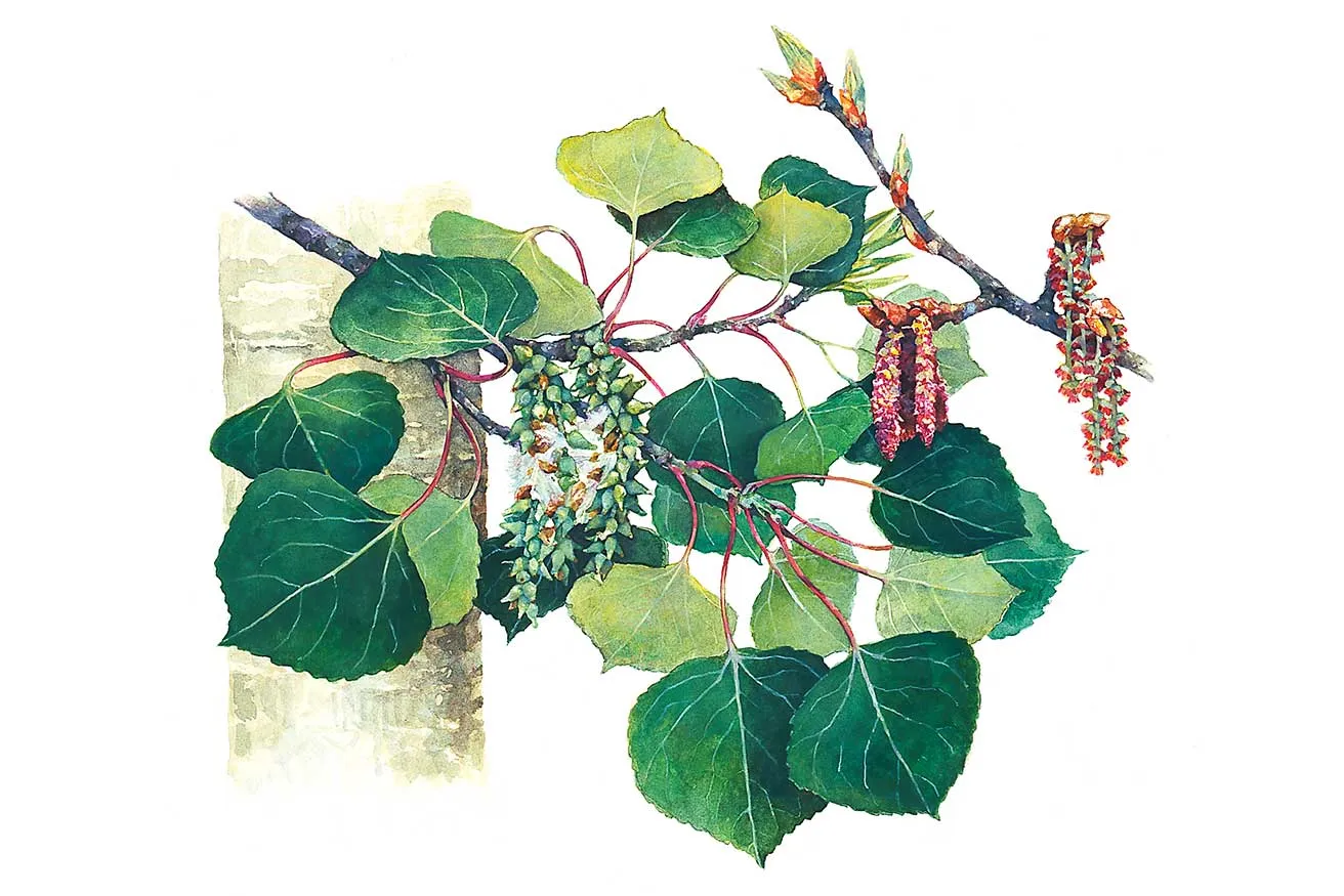 Illustration of a quaking aspen branch with large green leaves and colorful flowering clusters, showcasing the beauty of a deciduous plant.