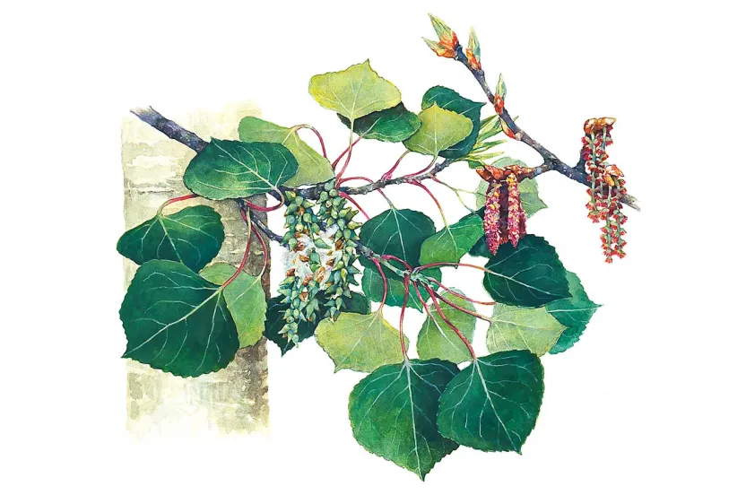 Illustration of a quaking aspen branch with large green leaves and colorful flowering clusters, showcasing the beauty of a deciduous plant.