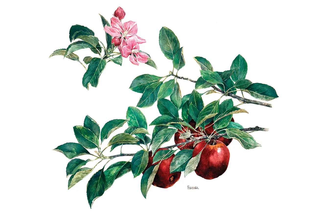 A botanical illustration featuring a branch with red apples and green leaves, alongside delicate pink blossoms against a white background.
