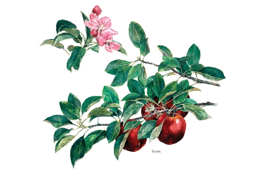 A botanical illustration featuring a branch with red apples and green leaves, alongside delicate pink blossoms against a white background.