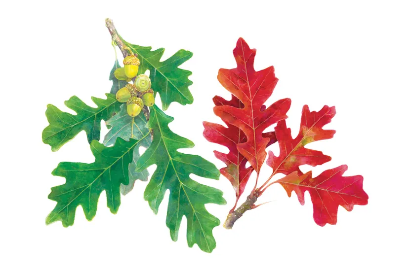 Two white oak leaves are depicted: one vibrant green with acorns, the other a striking red, showcasing the beauty of seasonal change.