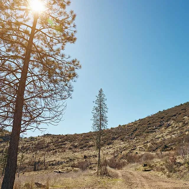 A sunlit landscape with two trees against a clear blue sky, featuring a hilly terrain with sparse vegetation.