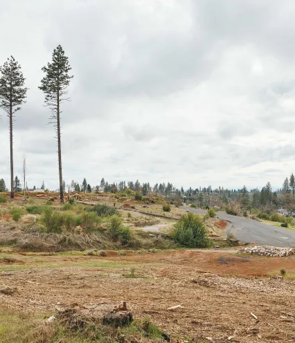 A deforested landscape with scattered trees and stumps, a winding road, and cloudy skies, reflecting environmental changes.