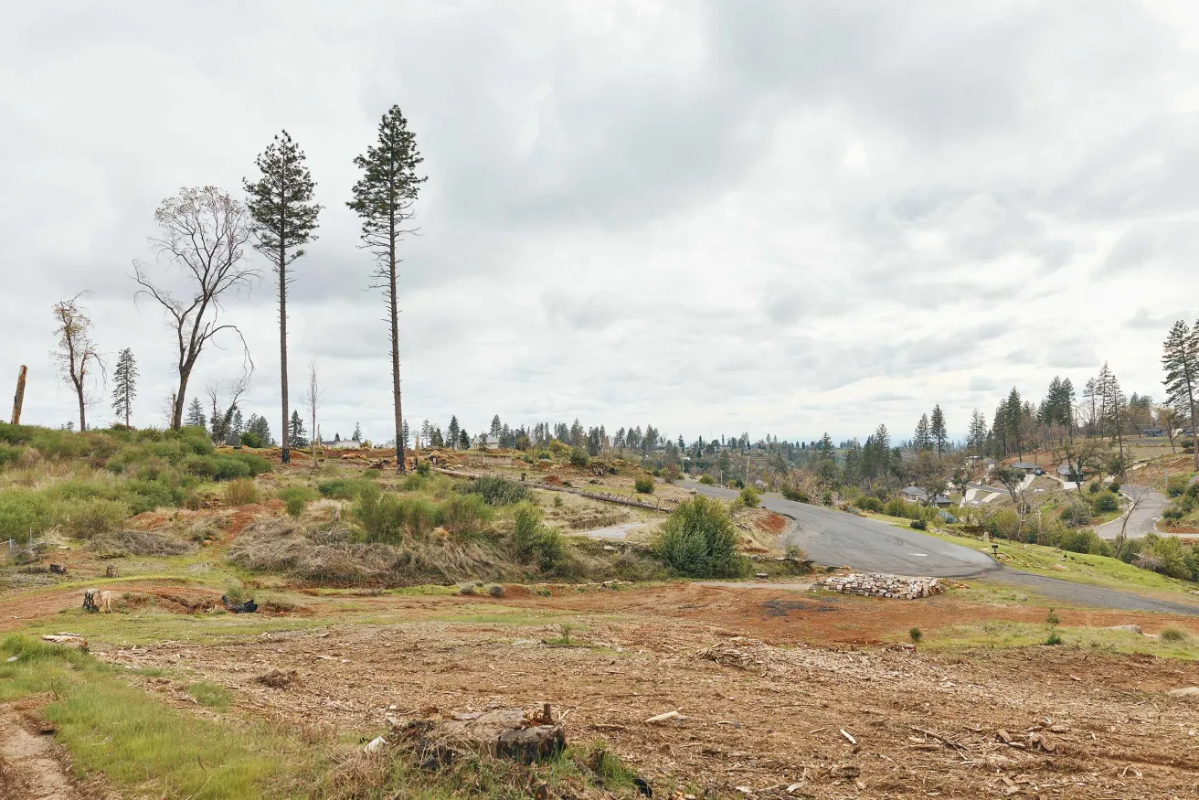 A deforested landscape with scattered trees and stumps, a winding road, and cloudy skies, reflecting environmental changes.