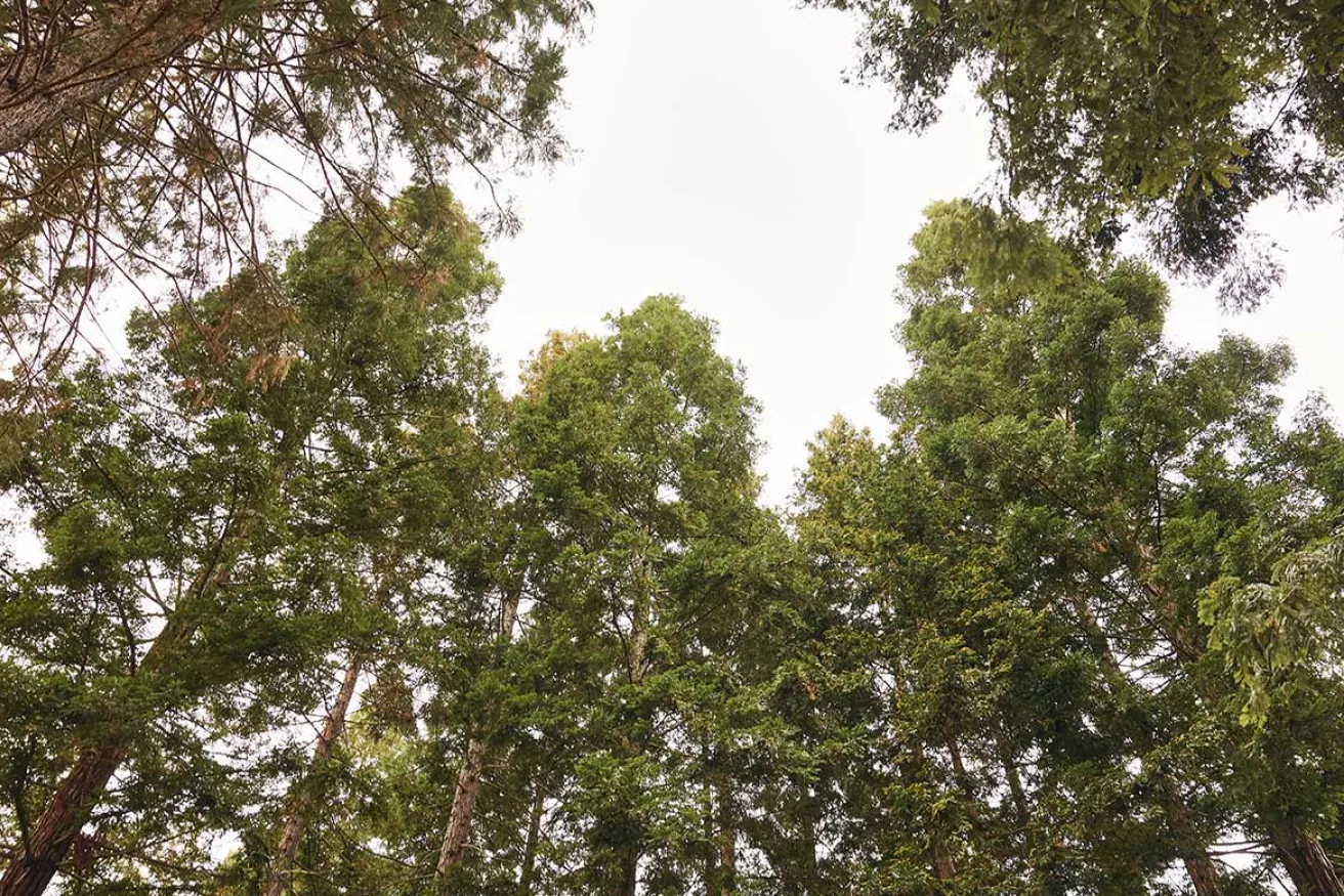 View of tall, lush trees reaching towards a bright sky, showcasing vibrant green foliage and a serene natural ambiance.