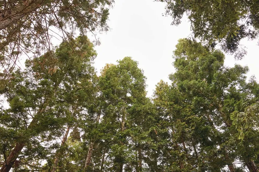 View of tall, lush trees reaching towards a bright sky, showcasing vibrant green foliage and a serene natural ambiance.