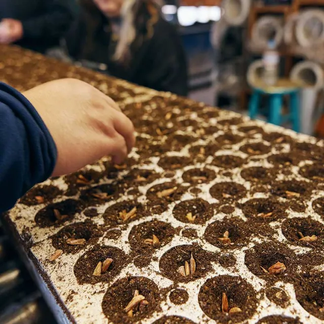 A hand planting seeds into a tray filled with soil, showcasing round cells ready for germination.