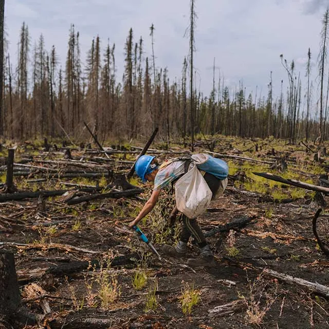 A person in a blue helmet bends down to plant seedlings in a burned forest, surrounded by charred trees and emerging greenery.