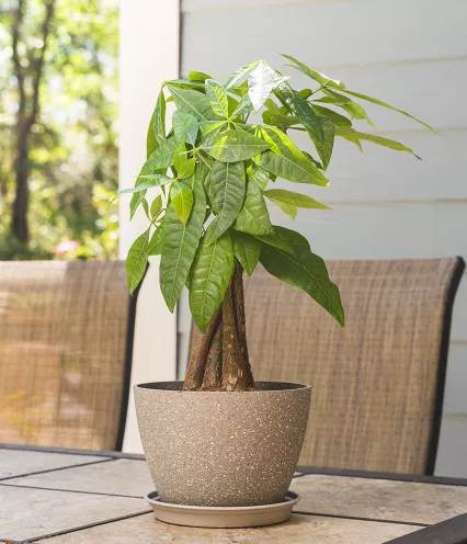 money tree house plant