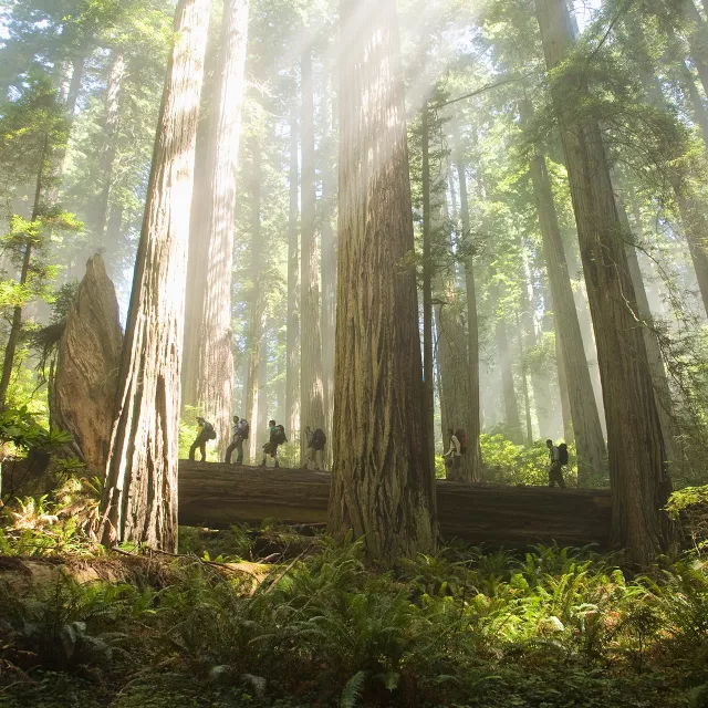 wide angle forest with rays of sunlight and hikers