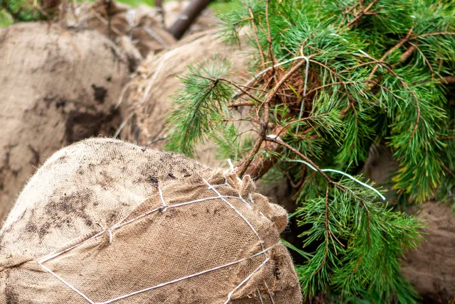 evergreen tree's with roots wrapped in burlap