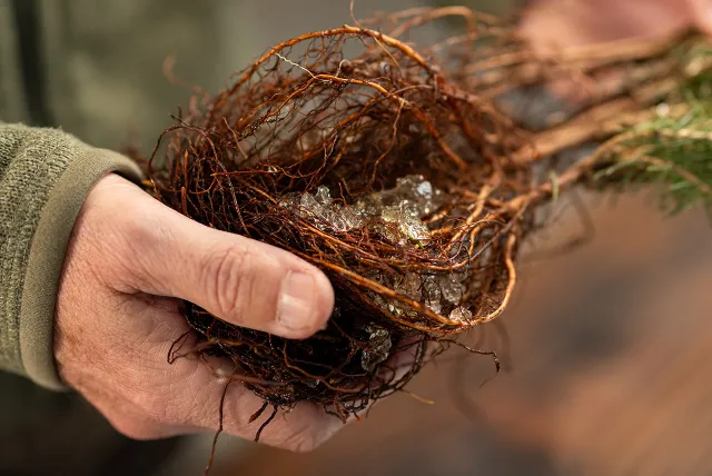 closeup of hands holding small bare-root tree