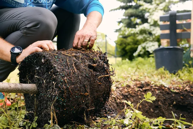 person loosening roots of a containerized tree.