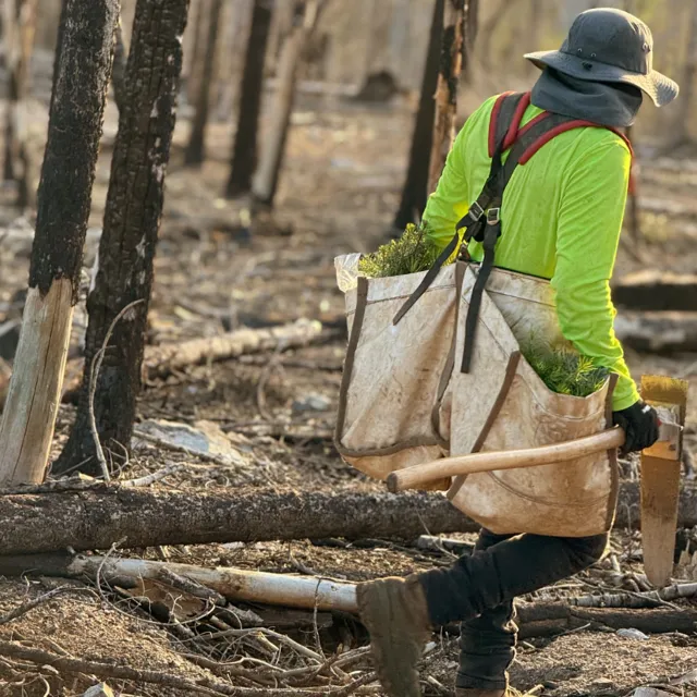 A worker in a neon green shirt carries a bag of seedlings and a tool, walking through a burned, tree-strewn landscape.