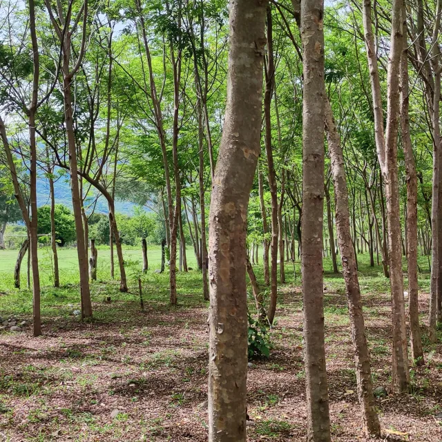 rows of growing trees in San Juan de Limay