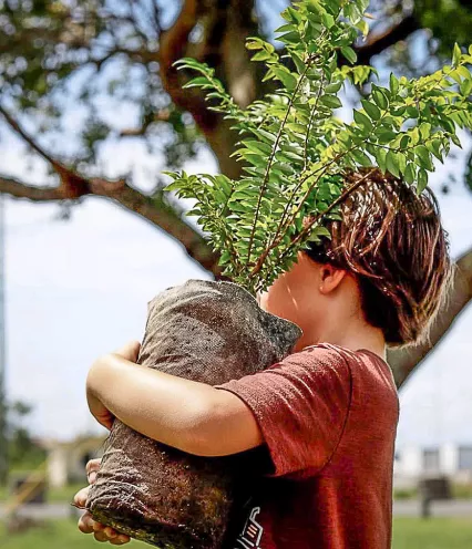 young child carrying a tree to be planted