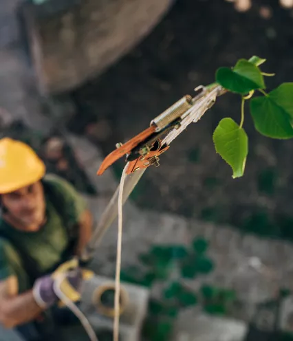 utility arborist pruning a tree branch