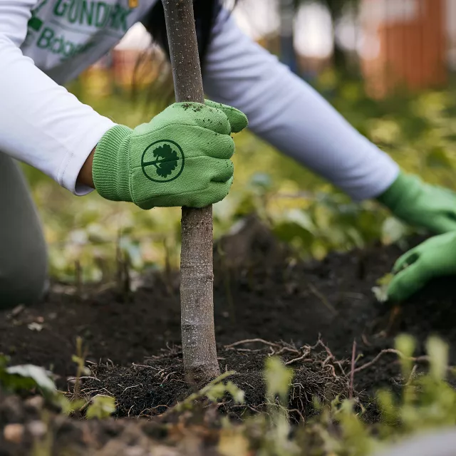 hands wearing green gloves, planting a tree.