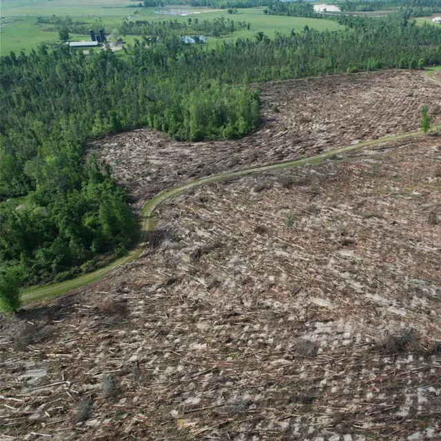 Aerial view of a deforested area with stumps and fallen trees, contrasting with lush greenery in the surrounding landscape.
