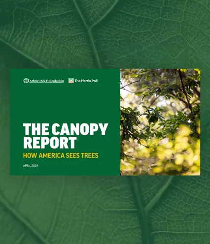 canopy report front cover on leaf background