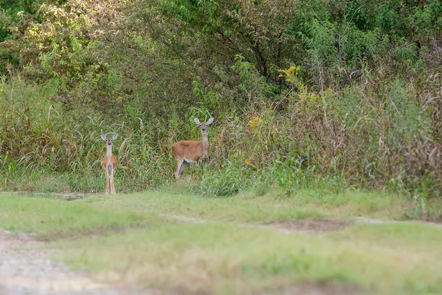 two deer looking up in the Mississippi Alluvial Valley forested area