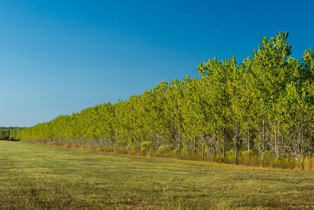 view of large amount of trees planted in the Mississippi Alluvial Valley