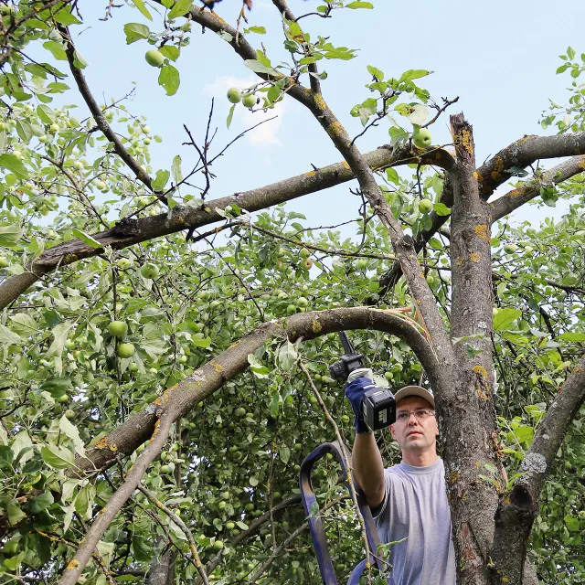  Man uses electric chainsaw to cut broken branch of an apple tree