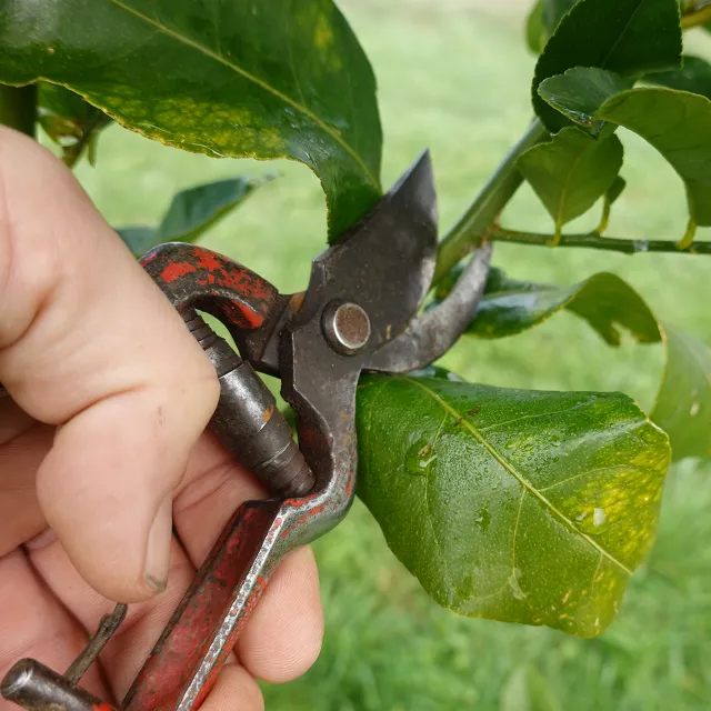 closeup of hands holding shears