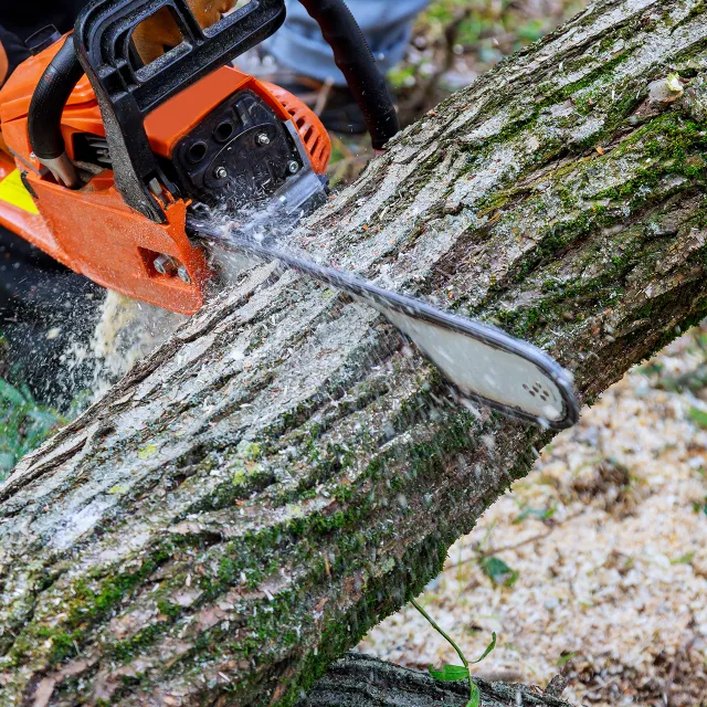 worker cutting down storm-damaged tree
