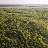 aerial view of large amount of trees 
