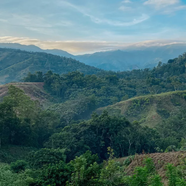 global forest, Dominican Republic