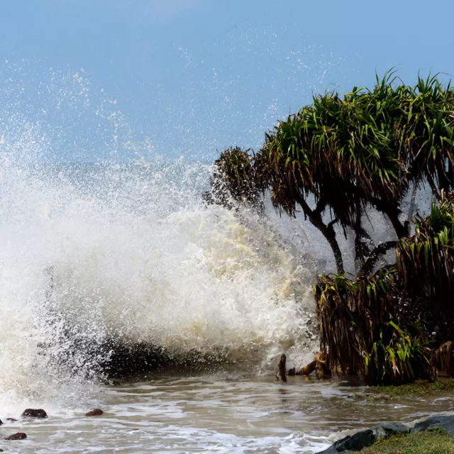 mangrove trees protecting coastline from large waves.