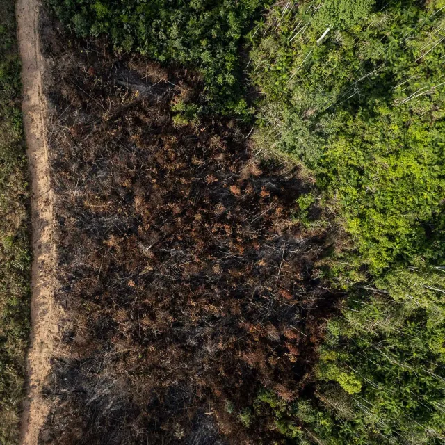 Aerial view of a forest with a stark contrast between lush green trees on the right and a burned, deforested area on the left, divided by a dirt path.