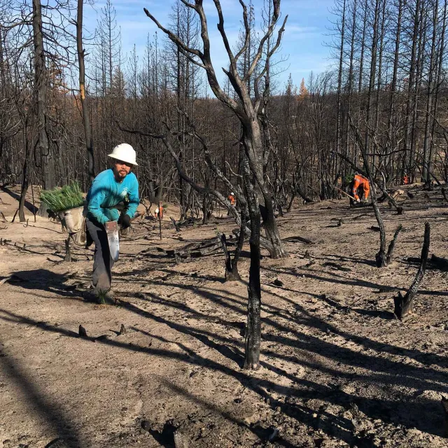 A person in a hard hat and blue shirt plants trees in a charred forest, symbolizing regeneration and hope amid blackened tree trunks under a clear sky.