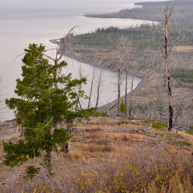 Sparse forest of green and bare trees overlooks a calm, winding lake under overcast skies. The scene is serene and expansive, evoking tranquility.