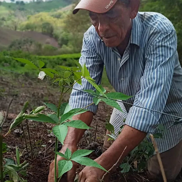 man planting a seedling in Nicaragua