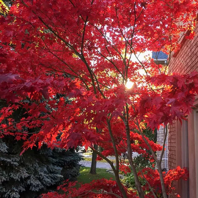 Red maple tree in the fall.