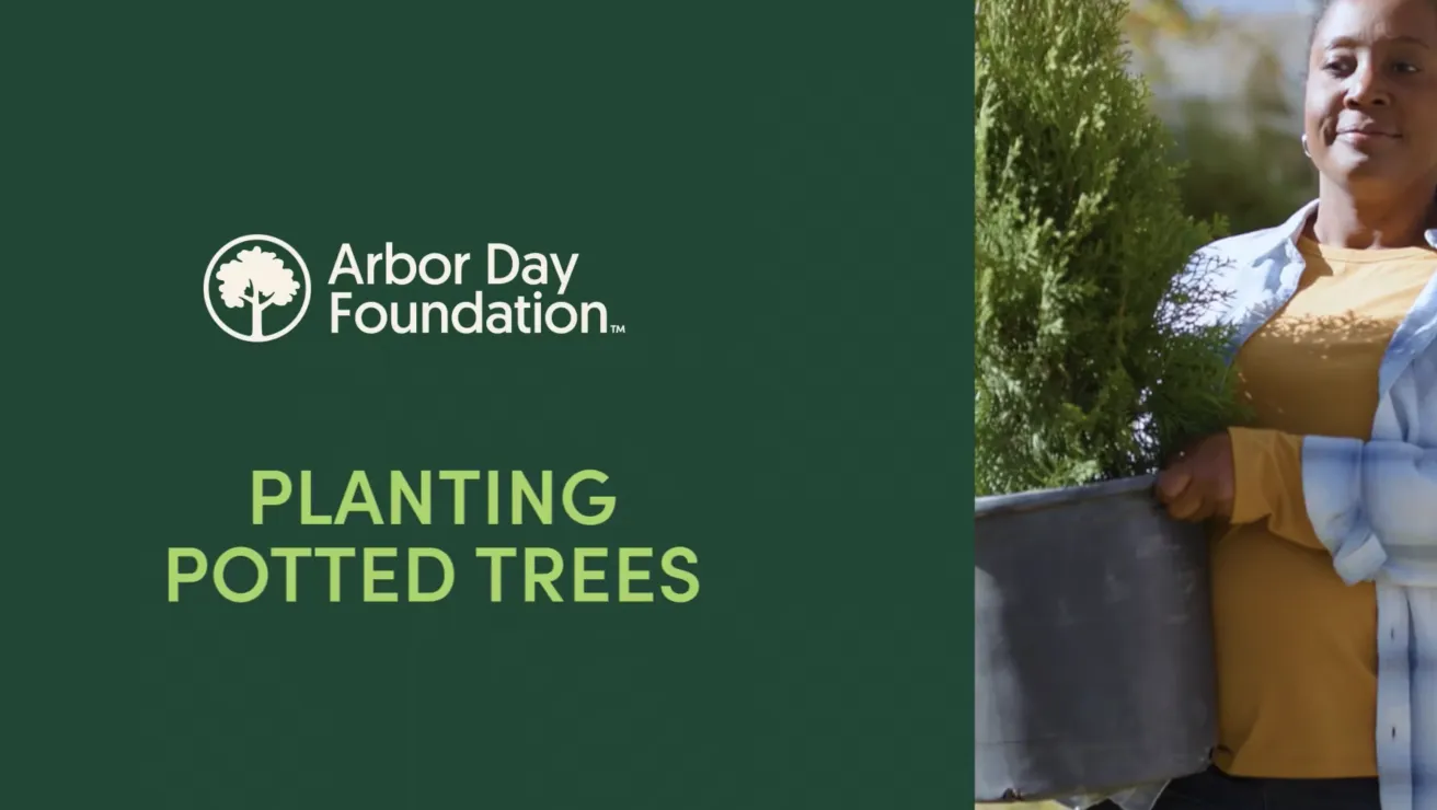 planting potted trees thumbnail