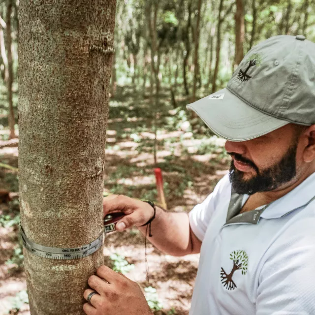 measuring tree diameter