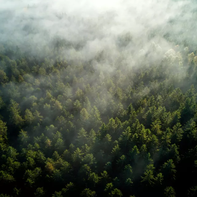 aerial forest with wispy clouds
