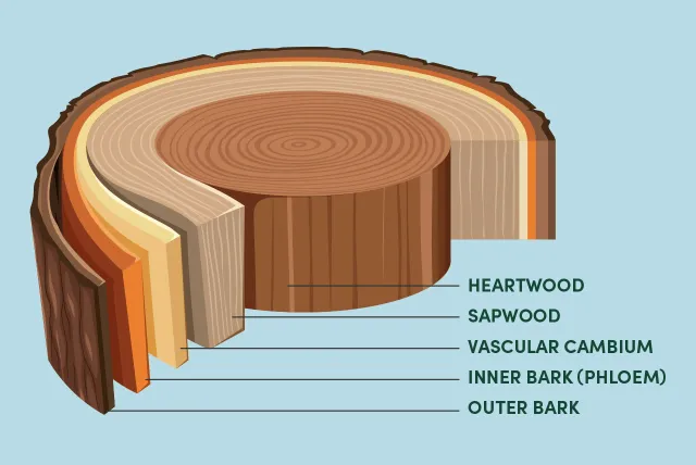 illustration showing the layers of a tree trunk