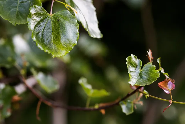 close up of a tree branch and leaves
