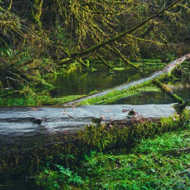 view of forest with fallen tree and forest habitat.