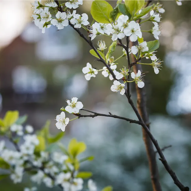 close-up of a white flowering tree.