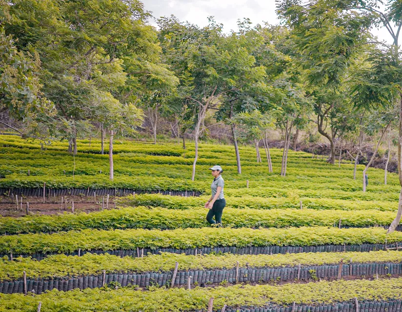 woman walking through large outdoor nursery in nicaragua
