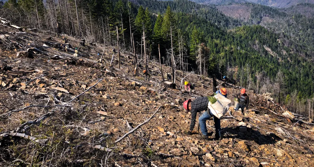 reforestation team in American Pacific West