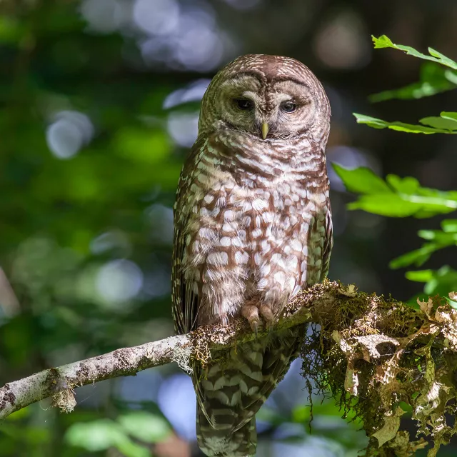 northern spotted owl in forest